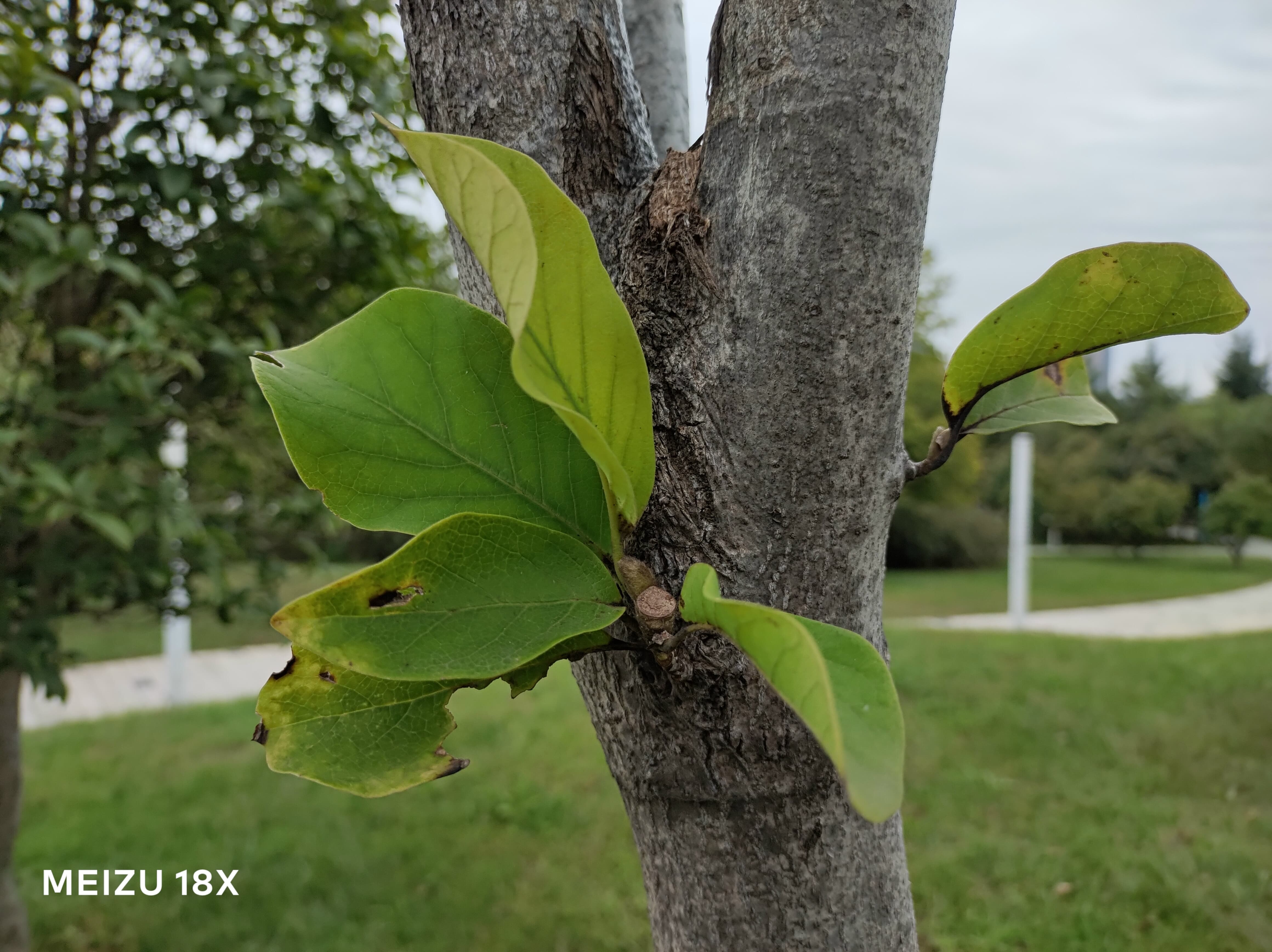 魅族18X评测：理想很美好 生存更重要