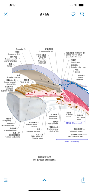 眼部解剖图谱iPhone版截图2