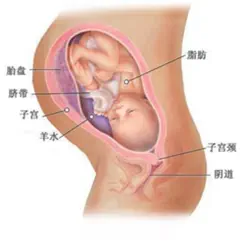 怀孕40周全方位详解iPhone版