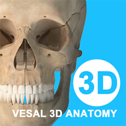 維薩里3D解剖